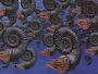 Illustration of a group of Ammonite Procheloniceras, an extinct marine creature from the Lower Cretaceous. Copyright: Graham Cripps/Natural History Museum