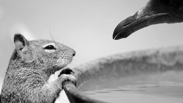 Wildlife Photographer of the Year 2015 at The Natural History Museum