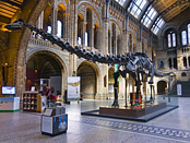 Natural History Museum atrium