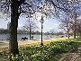 Daffodils alongside the Serpentine, Hyde Park. Image copyright Indusfoto Ltd