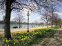 Daffodils alongside the Serpentine ©Indusfoto Ltd