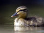 Mallard Ducking. Photo Richard Taylor Jones