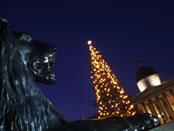 Christmas Tree in Trafalgar Square. Image courtesy of Britain on View