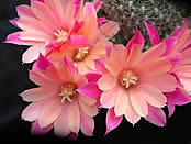 Southfield Nurseries launches Rebutia 'Leona' at 2008 RHS Chelsea Flower Show. Credit: Southfield Nurseries