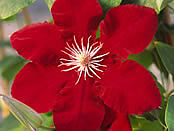 Raymond J Evison Ltd launches Clematis Rebecca (Evipo016) at 2008 RHS Chelsea Flower Show. Credit: Raymond J Evison Ltd