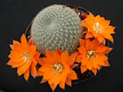 Southfield Nurseries launches Rebutia 'Bobby Dazzler' at 2008 RHS Chelsea Flower Show. Credit: Southfield Nurseries