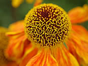 Flower at Hampton Court Palace Flower Show