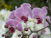 Orchids at Kew Gardens