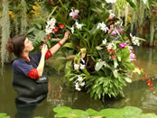 Horticulturalist working on an orchid display at Kew Gardens