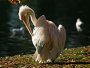 Pelican in summer. Image copyright Anne Marie Briscombe