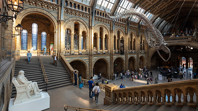 The steps at the back of the Natural History Museum's Hintze Hall on the left lead into the main hall on the right with the blue whale skeleton above
