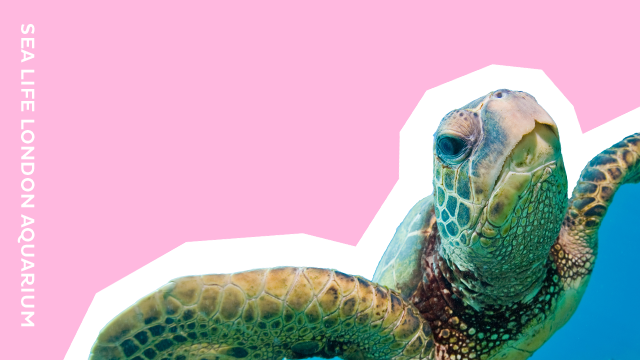 Un graphique représentant une tortue du SEA LIFE London Aquarium, avec la mention "SEA LIFE London Aquarium" sur sur arrière plan rose et bleu.