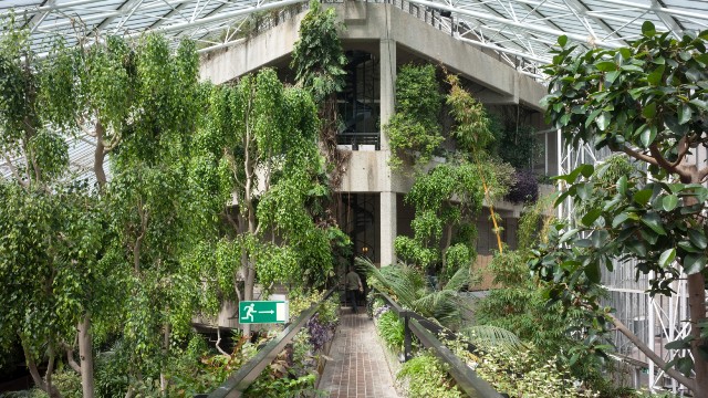 Towering green trees and plants covering the Barbican Conservatory.