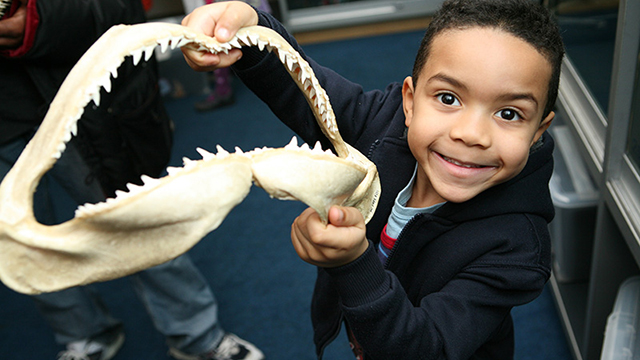 Ein kleiner Junge hält die Knochen eines Gebisses eines Hais in den Händen.