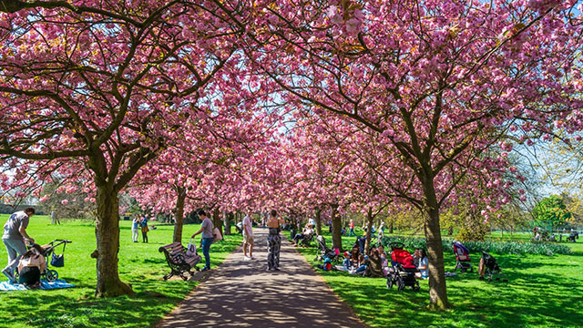 Avenue of trees in Greenwich Park covered in pink blossom.