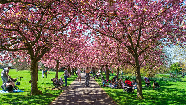 Spring blossoms in Greenwich Park. Image courtesy of Shutterstock. Avenue of trees in Greenwich Park covered in pink blossom.