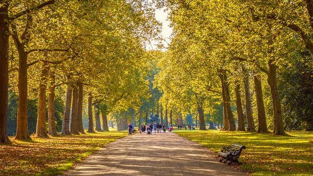 Tree-lined path in London's Hyde Park on a sunny day.