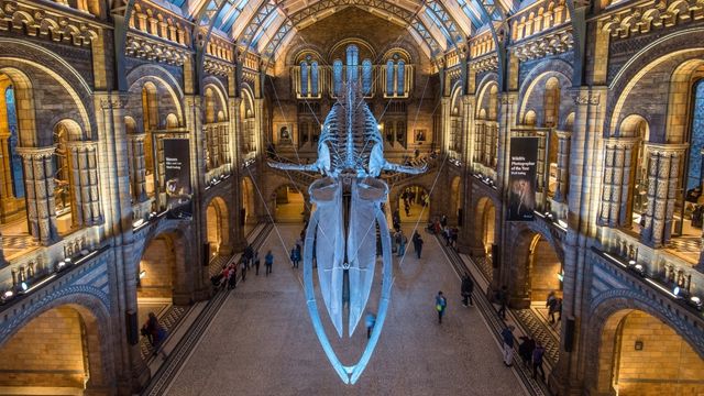 A shot of hope the blue whale in the main hall of the natural history museum in London.