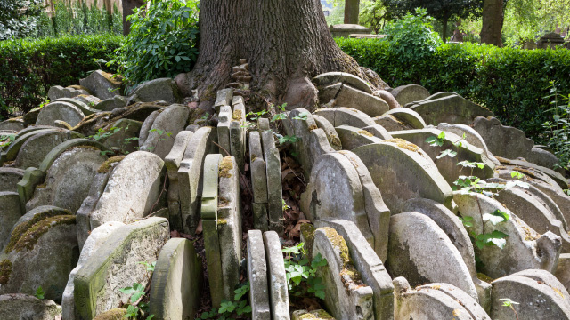 Headstones around the Hardy Tree at St Pancras Old Churchyard, London