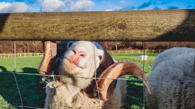 A smiling sheep in a city farm in London.