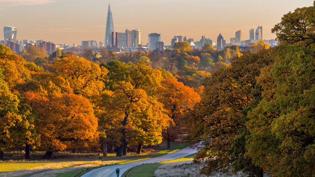 London panorama above golden trees.
