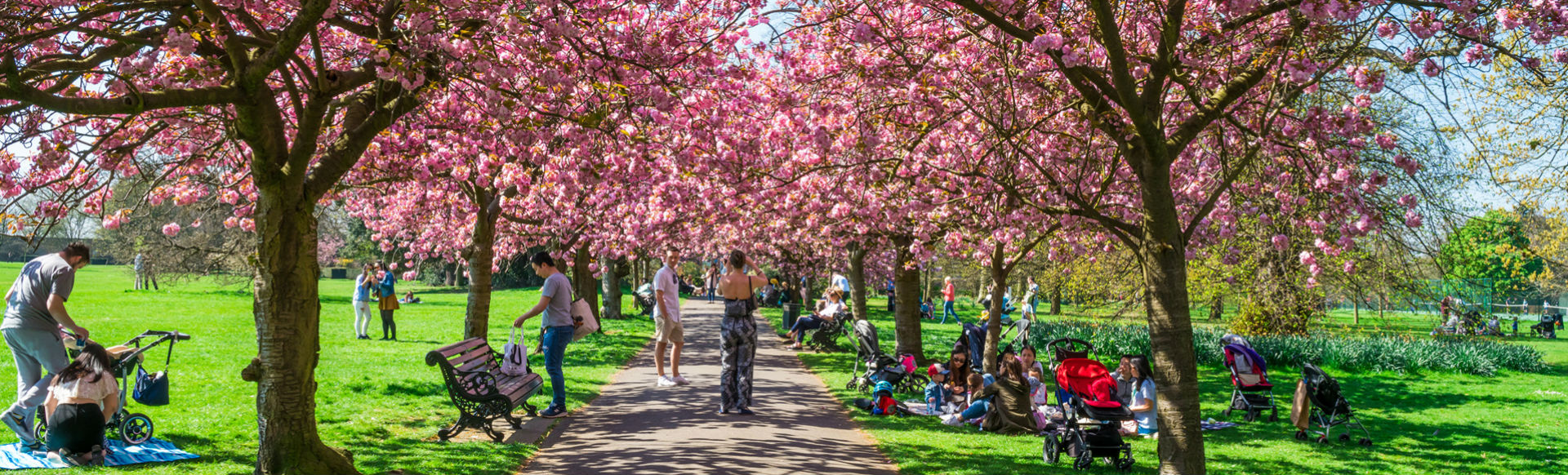 Take a stroll through the blossoming Greenwich Park this Mother's Day in London. Credits: Shutterstock. Image courtesy of Shutterstock. People sitting on the grass and walking through Greenwich Park which is blooming with cherry blossoms.