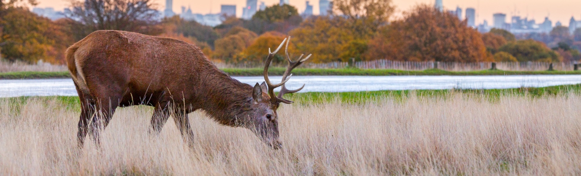 Deer grazes in Richmond Park in front of autumnal trees and the London skyline.