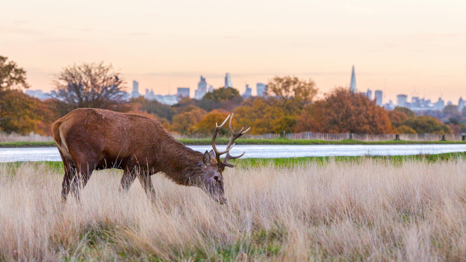 A grazing deer in Richmond park with view of London behind it