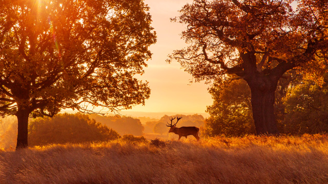 A deer grazing amongst the trees in Richmond Park at sunset
