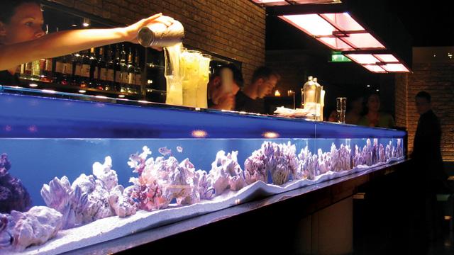 A woman is pouring orange drinks into glasses behind a bar which happens to also be an aquarium.