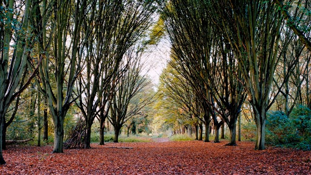 An avenue of hornbeams create an arch over a leaf-strewn path.
