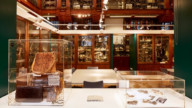An interior shot of a room in the Grant Museum of Zoology with display cases in the foreground.
