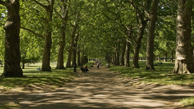 An avenue of trees line a wide path in The Green Park. 