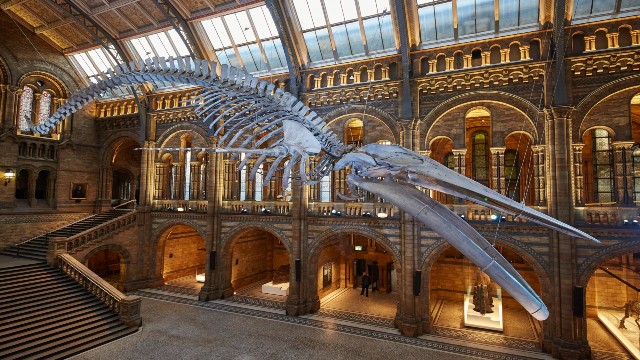 The skeleton of a blue whale hangs from the ceiling of Hintze Hall at the Natural History Museum.