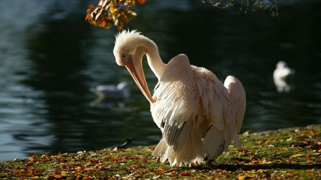 A single pelican stands by a lake in St James's Park.