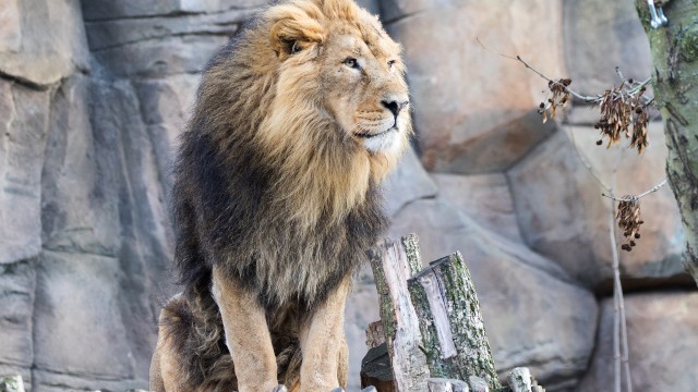 An Asiatic lion stands against a backdrop of rocks at ZSL London Zoo. 
