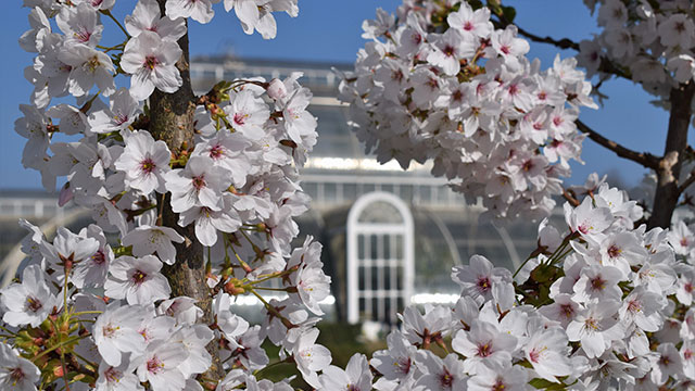 Visit Kew Gardens this summer © Royal Botanical Gardens, Kew. Image courtesy of RBG Kew. white and pink cherry blossom obscuring the palm house at Kew Gardens during summer in London