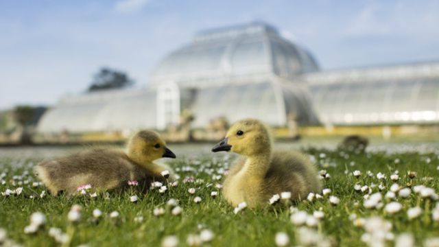 Two small ducklings sit in the white flowers and grass in front of the glass kew palace at kew gardens.