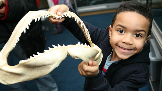 A child looking impressed by one of the shark teeth exhibits during a learning session at the Horniman Museum and Gardens.