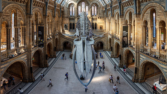 A blue whale skeleton hangs in the middle of the gothic-style Hintze Hall, as people walk beneath it.