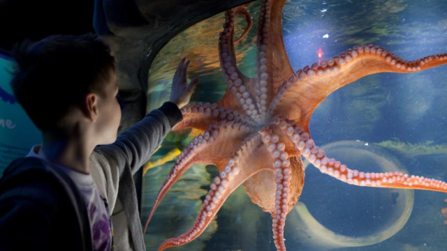 SEA LIFE London aquarium. Image courtesy of Merlin Entertainment Group.