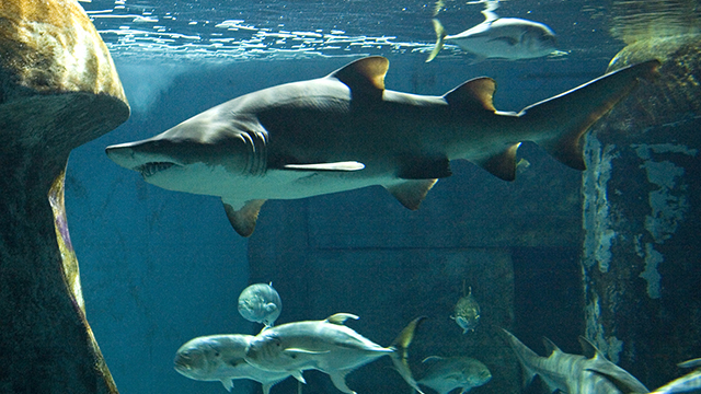 Looking into one of the aquarium's fish tanks from the side, with a large shark and three smaller fish inside.
