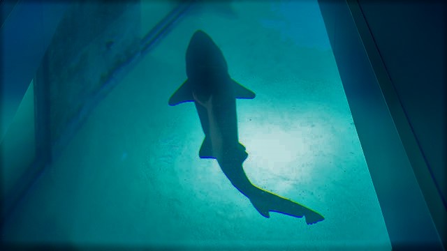 A shark swimming under the glass walkway at SEA LIFE London