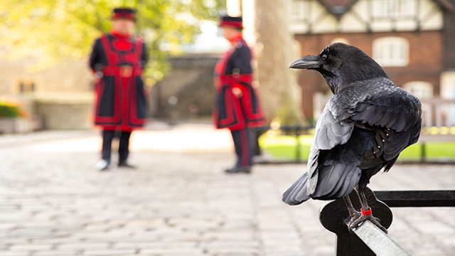 A crow sits on a bench with two beefeaters behind it at the Tower of London. 