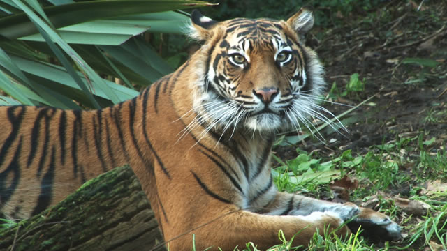 Tiger Territory at ZSL London Zoo. Image courtesy of visitlondon.com.