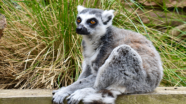 A lemur is sitting and looking at the camera.