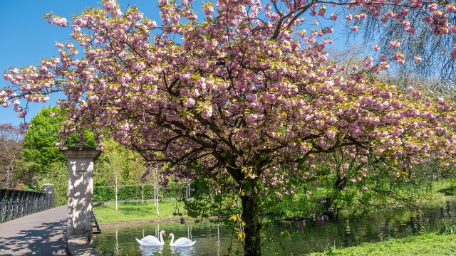 A large tree covered in pink blossom next to a small pond with two white swans swimming. 