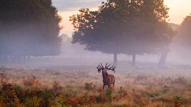 A stag with large antlers in a mist-filled park at sunset.