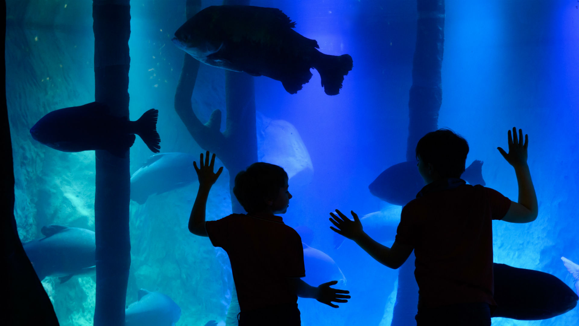 Bild von Kindern vor einem Aquarium im SEA LIFE London's Rainforest Adventure! 