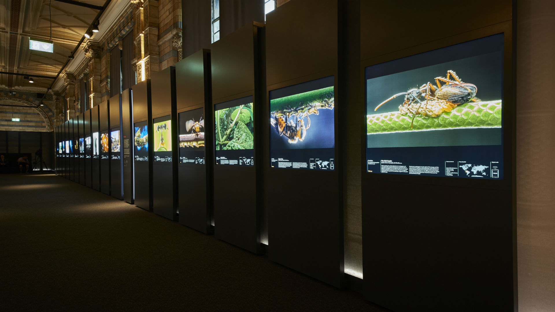 Photographs on display at Wildlife Photographer of the Year at the Natural History Museum